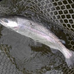 大安トラウトレイク 釣果